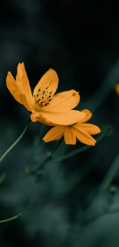 Yellow flower on dark teal background, closeup view.
