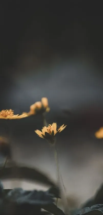 Yellow flowers with dark blurred background.