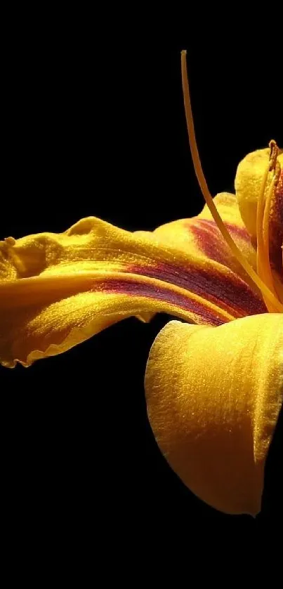 Close-up of a vibrant yellow flower against a dark backdrop.