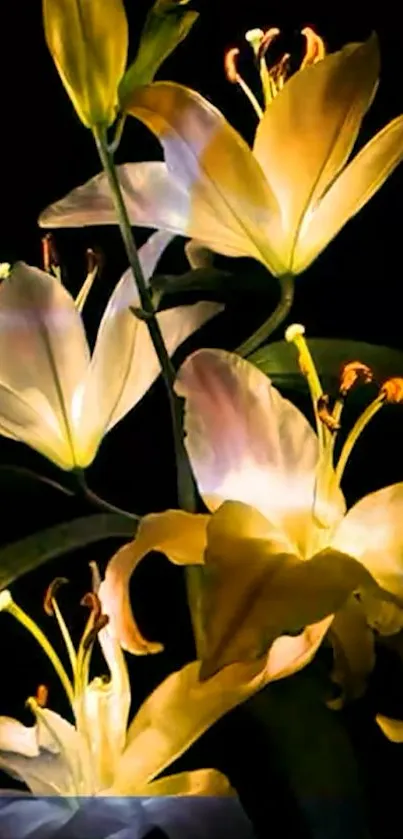 Elegantly lit yellow lily flowers against a black background.