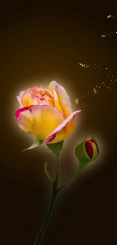 Elegant yellow rose with dark brown background, perfect for mobile wallpaper.