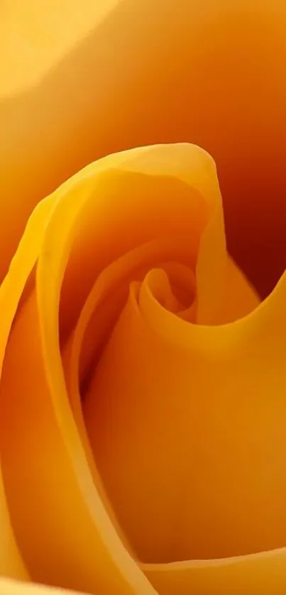 Close-up of a golden rose petal with vibrant yellow hues and soft folds.