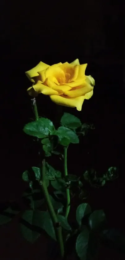 Yellow rose against a dark backdrop, capturing elegance.