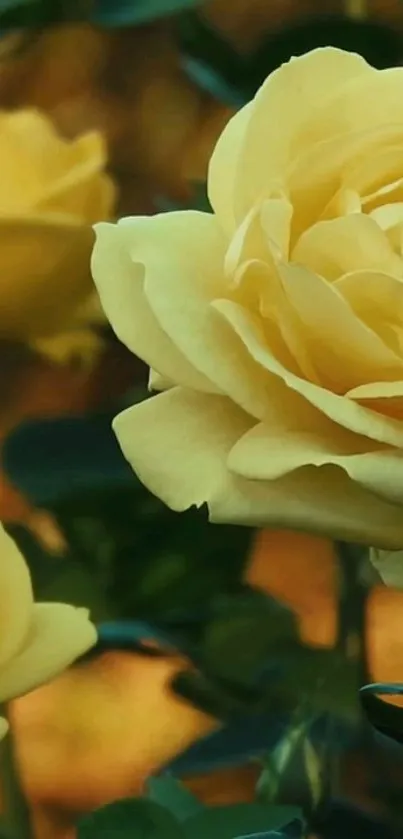 Close-up of vibrant yellow roses with lush green leaves.