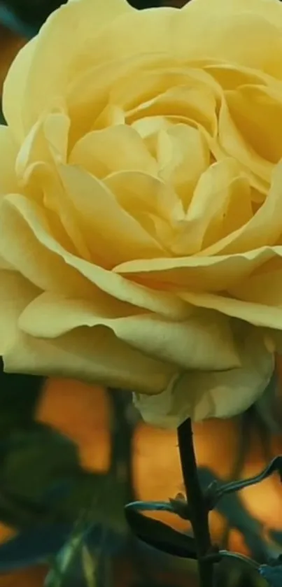 Elegant yellow rose close-up on a dark background.