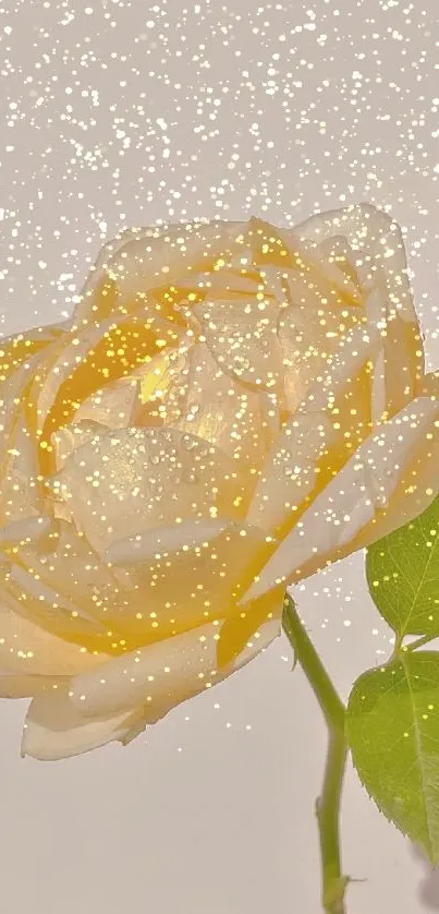 Elegant yellow rose with dewdrops on petals.