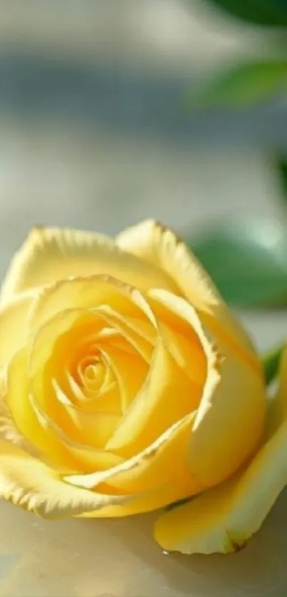 Close-up image of a beautiful yellow rose.