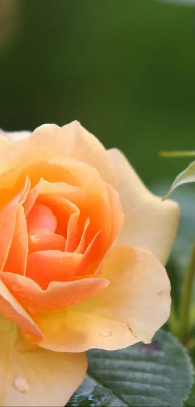 Vibrant yellow and orange roses with rich greenery background.