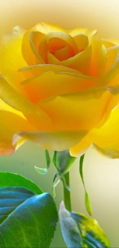 Vibrant yellow rose with green leaves on a light background.