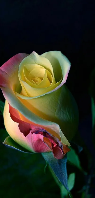 Elegant yellow rose with green leaves on a dark background for mobile wallpaper.