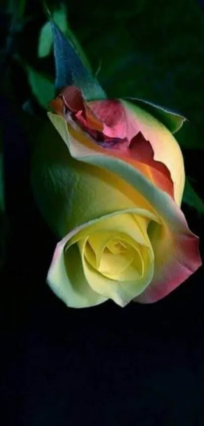 Yellow rose with dark green background wallpaper.