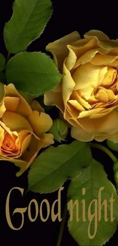 Yellow roses with green leaves on black background.