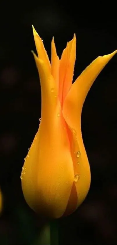 Close-up of a vibrant yellow tulip bloom on a dark background.