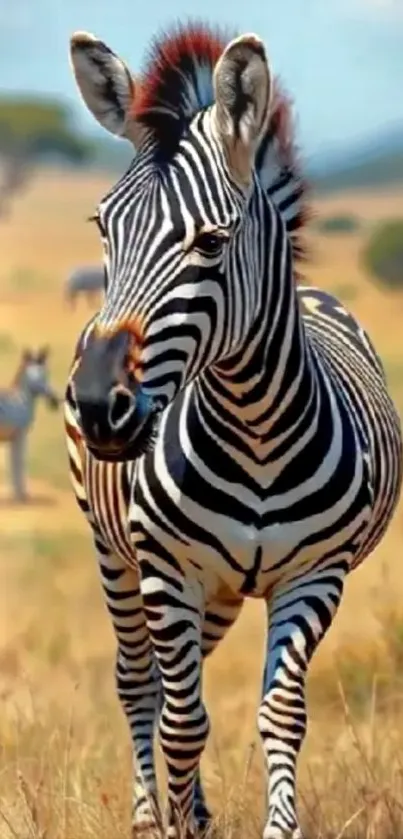 Zebra in natural habitat with background wildlife.