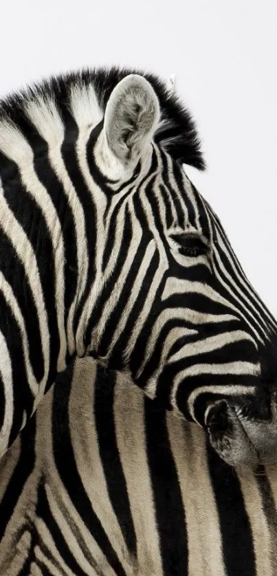 Black and white zebra pattern wallpaper, perfect for mobile backgrounds.