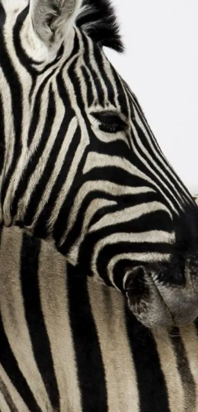 Zebra with black and white stripes in close-up view.