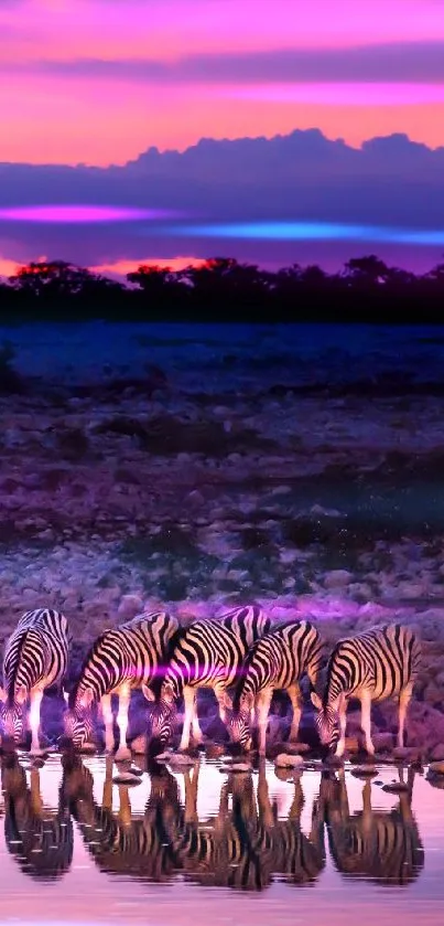 Zebras drinking water at sunset with pink sky.