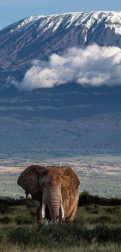 Elephant roaming with Mount Kilimanjaro backdrop.