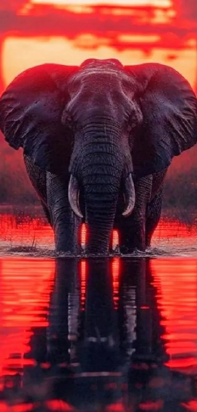 Elephant in water against a red sunset reflection.