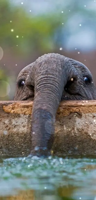 Elephant drinking water at a serene wildlife watering hole.