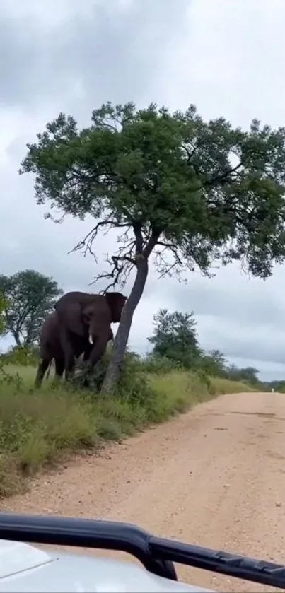 Elephant standing by a tree on a dirt road under a cloudy sky.