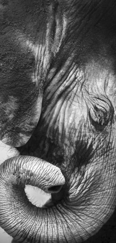 Close-up of an elephant in grayscale, showcasing detailed textures.