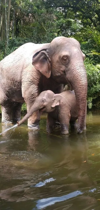 Elephants in a lush, green water setting.