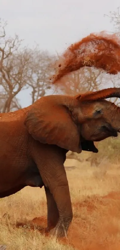 Elephant dusting itself in the savannah with a scenic wildlife background.