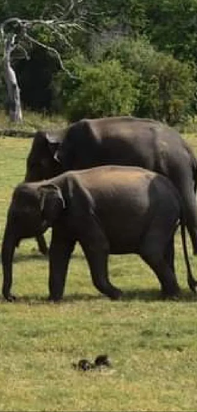 Elephant family walking across green fields in lush landscape.