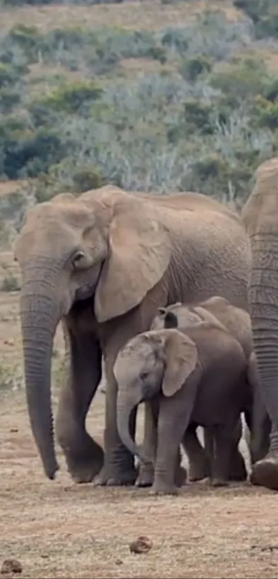 Elephant family walking in savanna landscape.