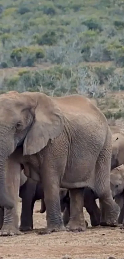 Elephant herd in their natural habitat, showcasing wildlife beauty.