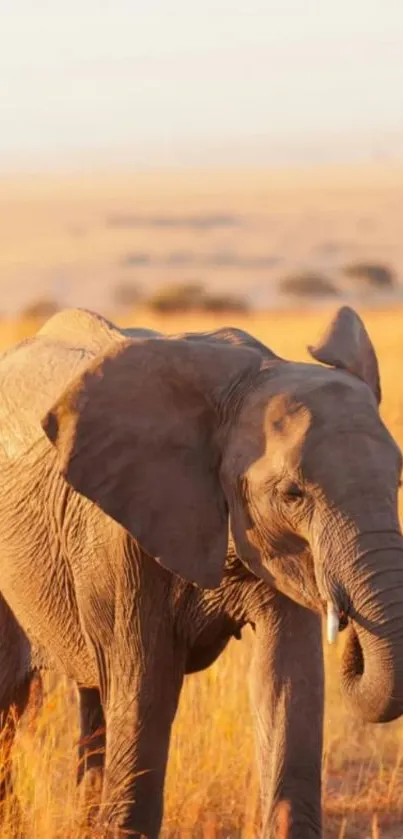 Elephant walking through golden savanna at sunset, creating a serene mobile wallpaper.