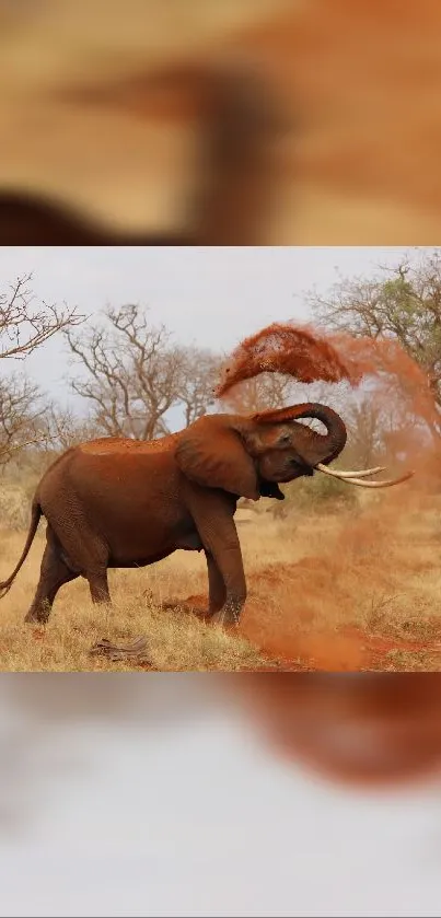 An elephant spraying dust in the savanna landscape.