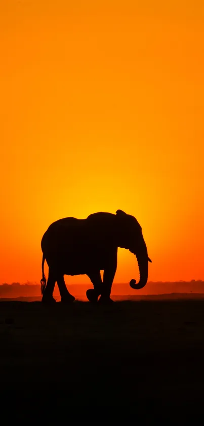 Elephant silhouette with orange sunset sky background.