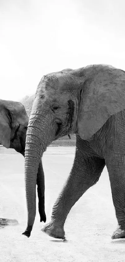 Two elephants in black and white, perfect for a nature-themed wallpaper.