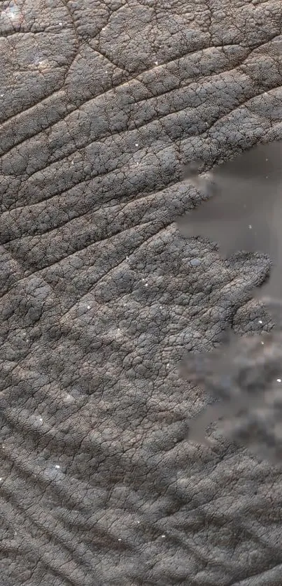 Close-up of textured elephant skin in dark gray tones.