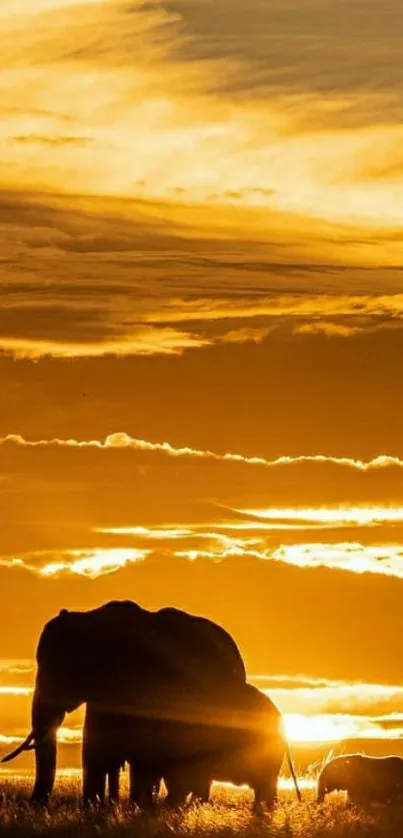 Elephants silhouetted against a golden sunset sky.