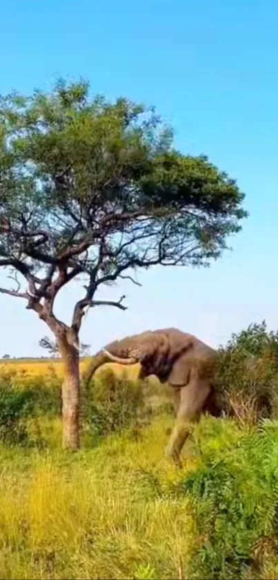 Elephant standing under a tree in a sunlit savannah landscape.