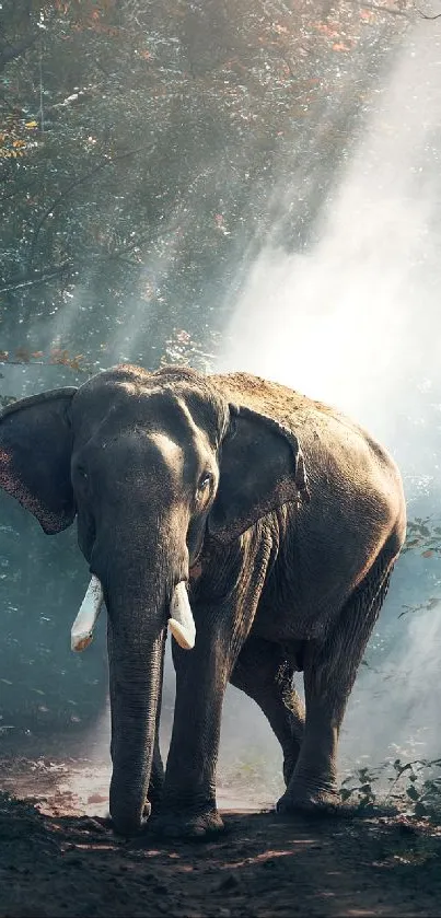 Elephant Water Working Animal Live Wallpaper