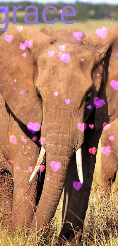 Elephant on savannah with pink hearts.