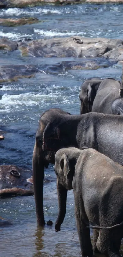 Elephant herd wading through a calm river.