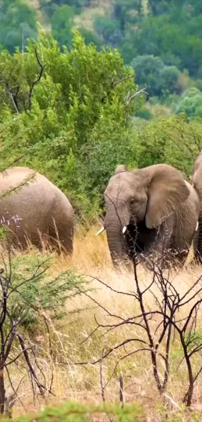 Elephants roam freely in vibrant green forest.