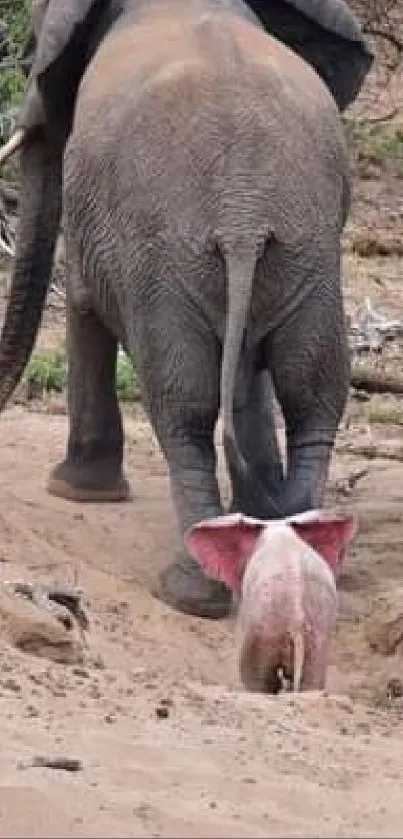 Elephants walking in a serene, sandy landscape, showcasing nature's beauty.