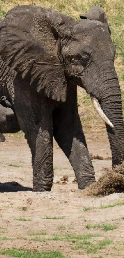 Family of elephants in natural setting, perfect for mobile wallpaper.