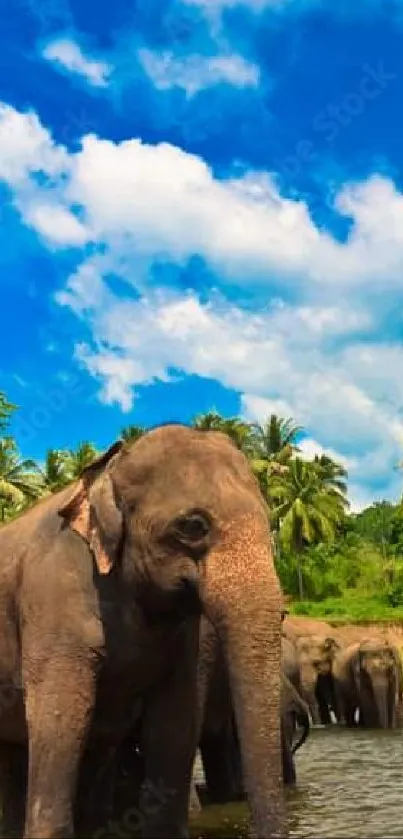 Herd of elephants wading in a tropical river under a bright blue sky.