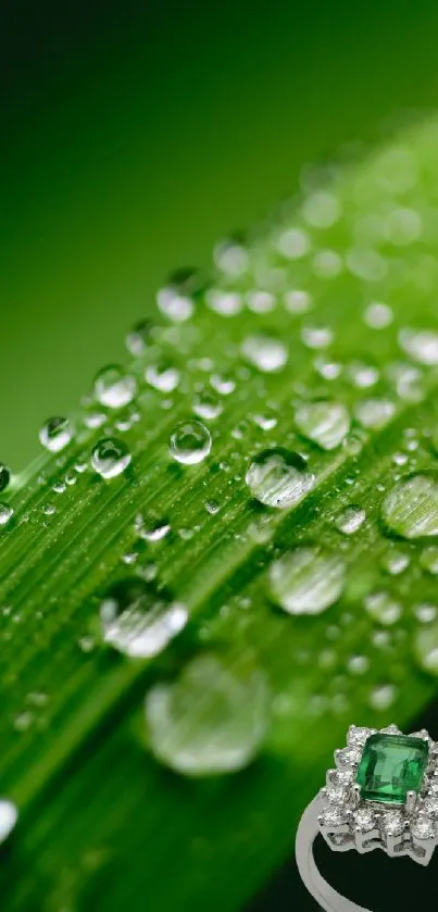 Emerald ring on a green leaf with dewdrops.