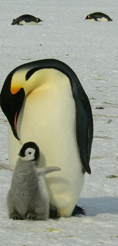 Emperor penguin with chick on snowy landscape.