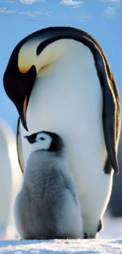 Emperor penguin with chick on icy background under blue sky.