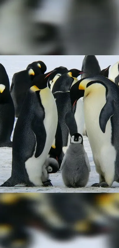 Emperor penguins and chick on icy landscape.