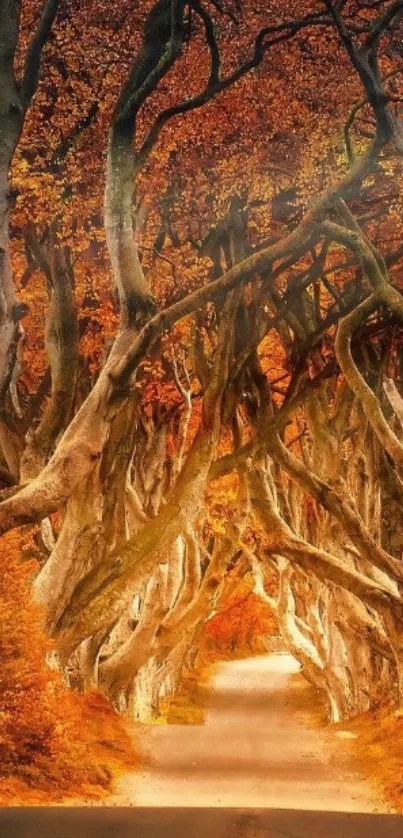 Enchanting autumn forest path with vibrant orange leaves.